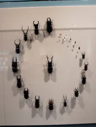 特別展「昆虫MANIAC」（名古屋会場）に投稿された画像（2026/3/24）