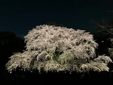 六義園に投稿された画像（2026/3/24）