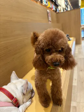 いぬカフェRio 秋葉原店に投稿された画像（2026/3/24）