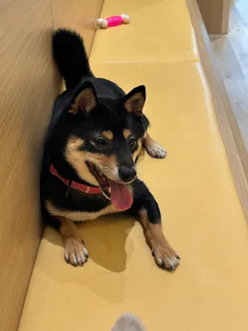 いぬカフェRio 秋葉原店に投稿された画像（2026/3/24）