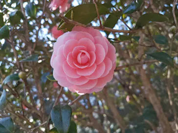 いばらきフラワーパークに投稿された画像（2026/3/24）