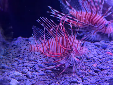 特別展「超危険生物展　科学で挑む生き物の本気」に投稿された画像（2026/3/24）