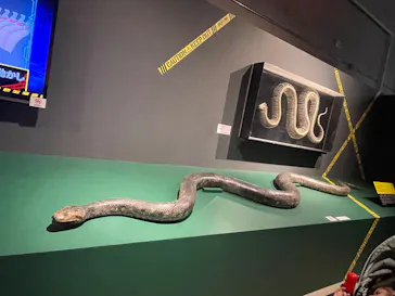 特別展「超危険生物展　科学で挑む生き物の本気」に投稿された画像（2026/3/24）