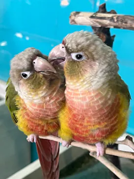 Moff animal cafe iias つくば店に投稿された画像（2026/3/24）