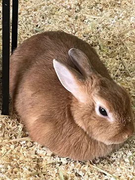 Moff animal cafe iias つくば店に投稿された画像（2026/3/24）