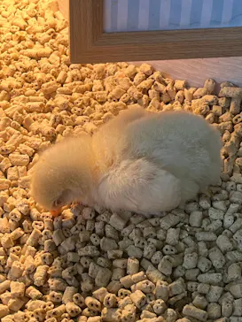 Moff animal cafe iias つくば店に投稿された画像（2026/3/24）