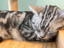 Moff animal cafe iias つくば店に投稿された画像（2026/3/24）