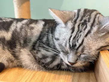 Moff animal cafe iias つくば店に投稿された画像（2026/3/24）