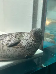 大分マリーンパレス水族館 「うみたまご」に投稿された画像（2026/3/24）