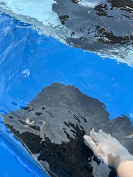 大分マリーンパレス水族館 「うみたまご」に投稿された画像（2026/3/24）