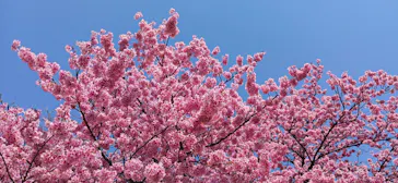 新宿御苑に投稿された画像（2026/3/24）