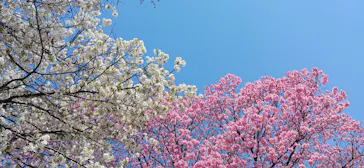 新宿御苑に投稿された画像（2026/3/24）