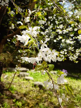 東京国立博物館に投稿された画像（2026/3/24）