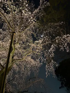 六義園に投稿された画像（2026/3/24）