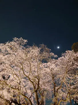 六義園に投稿された画像（2026/3/24）