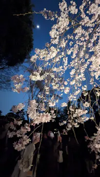 六義園に投稿された画像（2026/3/24）