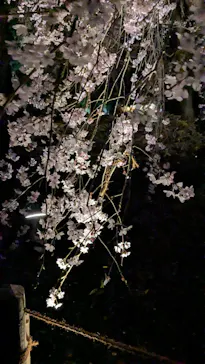 六義園に投稿された画像（2026/3/24）