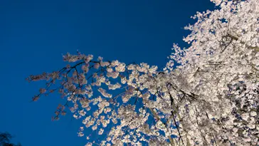 六義園に投稿された画像（2026/3/24）