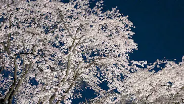 六義園に投稿された画像（2026/3/24）