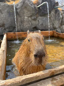 那須どうぶつ王国に投稿された画像（2026/3/24）