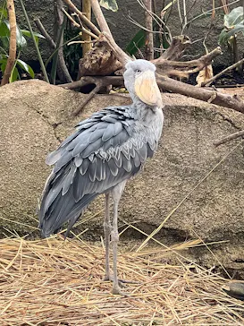 那須どうぶつ王国に投稿された画像（2026/3/24）
