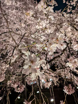 六義園に投稿された画像（2026/3/24）