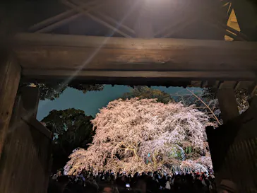 六義園に投稿された画像（2026/3/24）