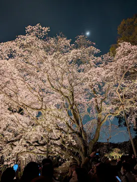六義園に投稿された画像（2026/3/24）