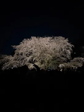 六義園に投稿された画像（2026/3/24）