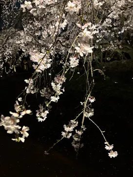 六義園に投稿された画像（2026/3/24）