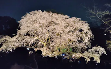 六義園に投稿された画像（2026/3/24）