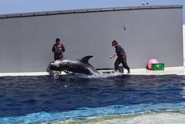 大分マリーンパレス水族館 「うみたまご」に投稿された画像（2026/3/24）
