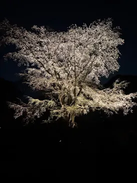 六義園に投稿された画像（2026/3/24）