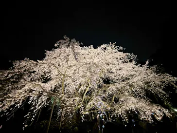 六義園に投稿された画像（2026/3/24）