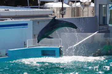 しながわ水族館に投稿された画像（2026/3/24）