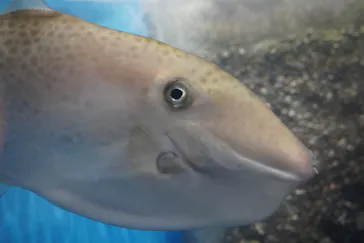 しながわ水族館に投稿された画像（2026/3/24）