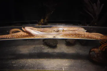 しながわ水族館に投稿された画像（2026/3/24）