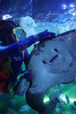しながわ水族館に投稿された画像（2026/3/24）
