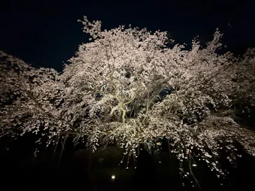 六義園に投稿された画像（2026/3/24）