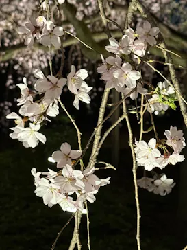 六義園に投稿された画像（2026/3/24）