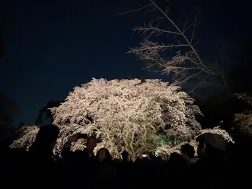 六義園に投稿された画像（2026/3/24）