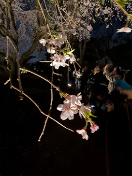 六義園に投稿された画像（2026/3/24）