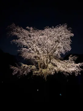 六義園に投稿された画像（2026/3/24）