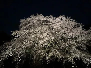 六義園に投稿された画像（2026/3/24）