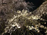 六義園に投稿された画像（2026/3/24）