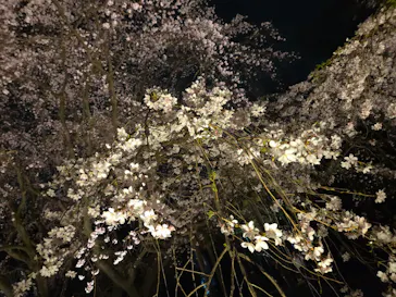 六義園に投稿された画像（2026/3/24）