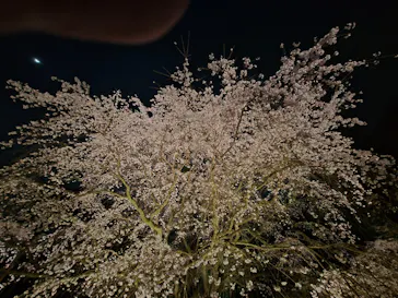 六義園に投稿された画像（2026/3/24）