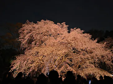 六義園に投稿された画像（2026/3/24）