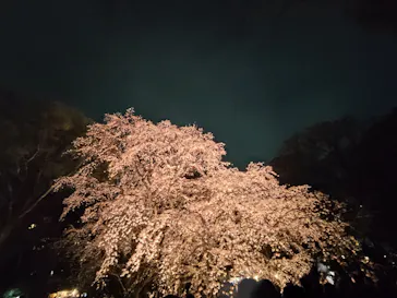 六義園に投稿された画像（2026/3/24）