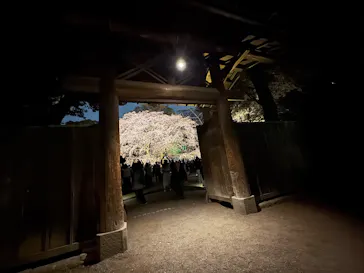 六義園に投稿された画像（2026/3/24）